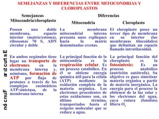 SEMEJANZAS Y DIFERENCIAS ENTRE MITOCONDRIAS Y
CLOROPLASTOS
Semejanzas
Mitocondria/cloroplasto
Diferencias
Mitocondria Cloroplasto
Poseen una doble
membrana, espacio
interior (matriz/estoma),
ribosomas 70 S, ADN
circular y doble
La membrana
mitocondrial interna
presenta unos repliegues
hacia la matriz
denominadas crestas.
El cloroplasto posee un
tercer tipo de membrana
en su interior (las
membranas tilacoidales)
que delimitan un espacio
llamado intratilacoidal.
En ambos orgánulos tiene
lugar un transporte de
electrones en la
membrana interna y,
asimismo, formación de
ATP por flujo de
protones a través de los
complejos enzimáticos
ATP-sintetasa, de la
membrana interna
La principal función de la
mitocondria es la
respiración celular. Es
un proceso catabólico. En
él se obtiene energía
química útil para la célula
(ATP) mediante la
oxidación completa de la
materia orgánica. Los
electrones procedentes de
estas oxidaciones son, en
último término,
transportados hasta el
oxígeno molecular que se
reduce a agua.
La principal función del
cloroplasto es la
fotosíntesis: Es un
proceso anabólico
(nutrición autótrofa). Su
objetivo es pues sintetizar
materia orgánica a partir
de materia inorgánica. La
energía para el proceso la
obtienen de la luz solar y
los electrones del agua,
cuya rotura (fotolisis)
libera O2
FunciónEstructura
 