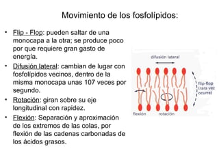 • Flip - Flop: pueden saltar de una
monocapa a la otra; se produce poco
por que requiere gran gasto de
energía.
• Difusión lateral: cambian de lugar con
fosfolípidos vecinos, dentro de la
misma monocapa unas 107 veces por
segundo.
• Rotación: giran sobre su eje
longitudinal con rapidez.
• Flexión: Separación y aproximación
de los extremos de las colas, por
flexión de las cadenas carbonadas de
los ácidos grasos.
Movimiento de los fosfolípidos:
 