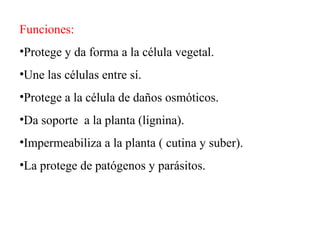 Funciones:
•Protege y da forma a la célula vegetal.
•Une las células entre sí.
•Protege a la célula de daños osmóticos.
•Da soporte a la planta (lignina).
•Impermeabiliza a la planta ( cutina y suber).
•La protege de patógenos y parásitos.
 