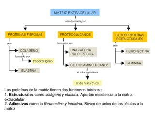 Las proteínas de la matriz tienen dos funciones básicas :
1. Estructurales como colágeno y elastina. Aportan resistencia a la matriz
extracelular
2. Adhesivas como la fibronectina y laminina. Sirven de unión de las células a la
matriz
 