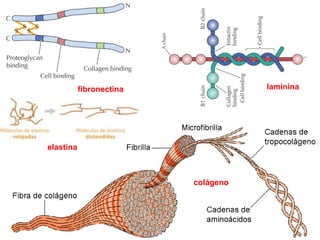 fibronectina
elastina
laminina
colágeno
 