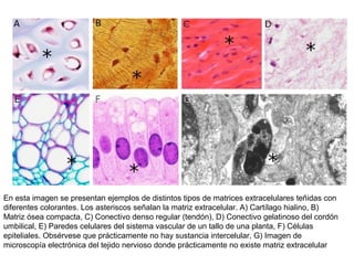 En esta imagen se presentan ejemplos de distintos tipos de matrices extracelulares teñidas con
diferentes colorantes. Los asteriscos señalan la matriz extracelular. A) Cartílago hialino, B)
Matriz ósea compacta, C) Conectivo denso regular (tendón), D) Conectivo gelatinoso del cordón
umbilical, E) Paredes celulares del sistema vascular de un tallo de una planta, F) Células
epiteliales. Obsérvese que prácticamente no hay sustancia intercelular, G) Imagen de
microscopía electrónica del tejido nervioso donde prácticamente no existe matriz extracelular
 