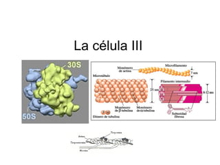 La célula III
 