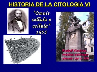 HISTORIA DE LA CITOLOGÍA VI Rudolf Virchow, médico patólogo alemán del s. XIX “ Omnis cellula e cellula” 1855 