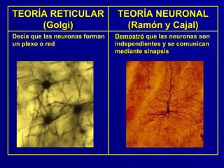 TEORÍA RETICULAR (Golgi) TEORÍA NEURONAL (Ramón y Cajal) Decía que las neuronas forman un plexo o red Demostró  que las neuronas son independientes y se comunican mediante sinapsis 