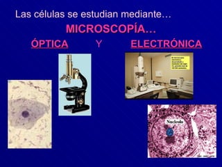 ÓPTICA Las células se estudian mediante…   MICROSCOPÍA… Y ELECTRÓNICA 