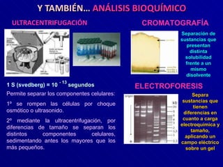 Y TAMBIÉN…  ANÁLISIS BIOQUÍMICO ULTRACENTRIFUGACIÓN CROMATOGRAFÍA ELECTROFORESIS Permite separar los componentes celulares: 1º se rompen las células por choque osmótico o ultrasonido.  2º mediante la ultracentrifugación, por diferencias de tamaño se separan los distintos componentes celulares, sedimentando antes los mayores que los más pequeños.  1 S (svedberg) = 10   - 13 segundos Separación de sustancias que presentan distinta solubilidad frente a un mismo disolvente Separa sustancias que tienen diferencias en cuanto a carga electroquímica y tamaño, aplicando un campo eléctrico sobre un gel 