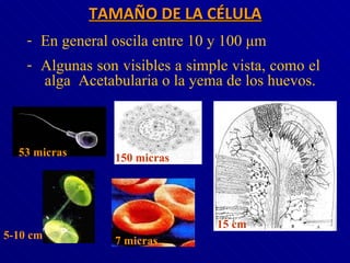 TAMAÑO DE LA CÉLULA En general oscila entre 10 y 100  μm Algunas son visibles a simple vista, como el  alga  Acetabularia o la yema de los huevos. 53 micras 150 micras 7 micras 5-10 cm 15 cm 