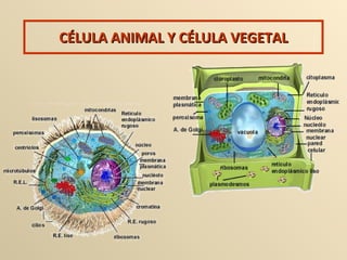 CÉLULA ANIMAL Y CÉLULA VEGETAL 