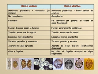 CÉLULA ANIMAL CÉLULA VEGETAL Membrana plasmática + Glucocálix (no siempre) Membrana plasmática + Pared celular de celulosa No cloroplastos Cloroplastos Centríolos No centríolos (en general. Sí existe en algas flageladas) Forma: diversas según la función Forma: generalmente poliédricas Tamaño: menor que la vegetal Tamaño: mayor que la animal Lisosomas muy abundantes Lisosomas menos abundantes Vacuolas pequeñas y numerosas Vacuolas grandes y escasas Aparato de Golgi agrupado Aparato de Golgi disperso (dictiosomas dispersos) Cilios y flagelos No cilios ni flagelos (excepto en algas flageladas) 