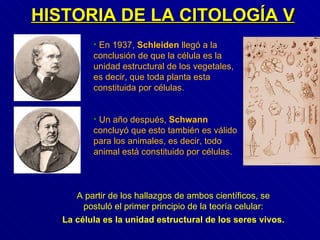 En 1937,  Schleiden  llegó a la conclusión de que la célula es la unidad estructural de los vegetales, es decir, que toda planta esta constituida por células. Un año después,  Schwann  concluyó que esto también es válido para los animales, es decir, todo animal está constituido por células. A partir de los hallazgos de ambos científicos, se postuló el primer principio de la teoría celular: La célula es la unidad estructural de los seres vivos. HISTORIA DE LA CITOLOGÍA V 