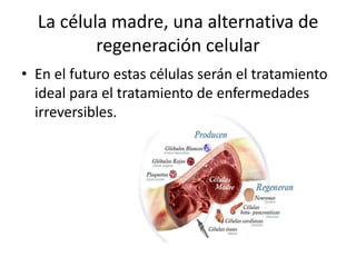 La célula madre, una alternativa de
regeneración celular
• En el futuro estas células serán el tratamiento
ideal para el tratamiento de enfermedades
irreversibles.

 