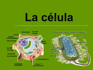 La célula
 