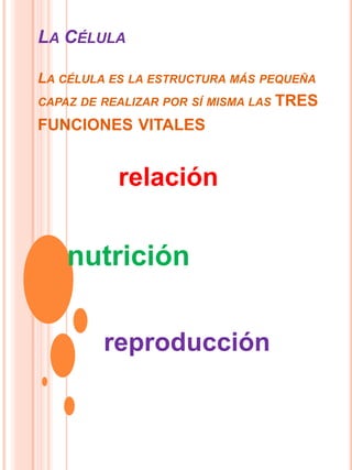 La CélulaLa célula es la estructura más pequeña capaz de realizar por sí misma las tres funciones vitales relación nutrición reproducción 
