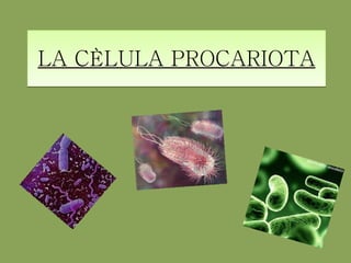 LA CÈLULA PROCARIOTA 