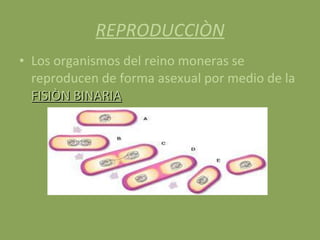 REPRODUCCIÒN Los organismos del reino moneras se reproducen de forma asexual por medio de la  FISIÒN BINARIA 