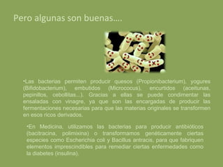 Pero algunas son buenas…. Las bacterias permiten producir quesos (Propionibacterium), yogures (Bifidobacterium), embutidos (Micrococus), encurtidos (aceitunas, pepinillos, cebollitas...). Gracias a ellas se puede condimentar las ensaladas con vinagre, ya que son las encargadas de producir las fermentaciones necesarias para que las materias originales se transformen en esos ricos derivados. En Medicina, utilizamos las bacterias para producir antibióticos (bacitracina, polimixina) o transformamos genéticamente ciertas especies como Escherichia coli y Bacillus antracis, para que fabriquen elementos imprescindibles para remediar ciertas enfermedades como la diabetes (insulina). 