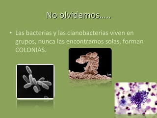 No olvidemos….. Las bacterias y las cianobacterias viven en grupos, nunca las encontramos solas, forman COLONIAS. 