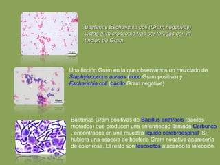 Bacterias Escherichia coli (Gram negativas) vistas al microscopio tras ser teñidas con la tinción de Gram.                                     Una tinción Gram en la que observamos un mezclado de  Staphylococcus aureus  ( coco  Gram positivo) y  Escherichia coli  ( bacilo  Gram negative)                                         Bacterias Gram positivas de  Bacillus anthracis  (bacilos morados) que producen una enfermedad llamada  Carbunco , encontrados en una muestra  liquido cerebroespinal . Si hubiera una especia de bacteria Gram negativa aparecería de color rosa. El resto son  leucocitos  atacando la infección. 