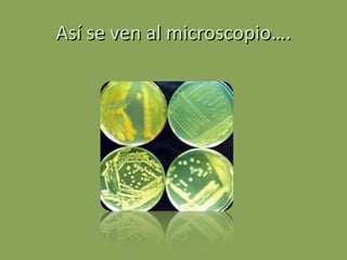 Así se ven al microscopio…. 
