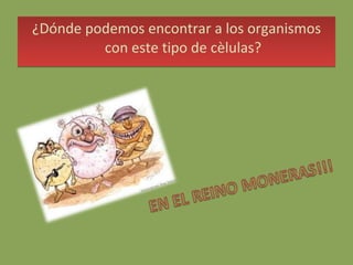 ¿Dónde podemos encontrar a los organismos con este tipo de cèlulas? 