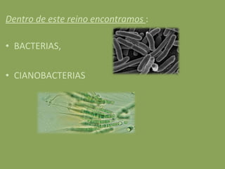 Dentro de este reino encontramos  : BACTERIAS,  CIANOBACTERIAS 