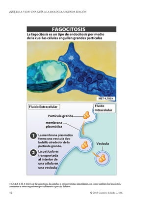 ¿QUÉ ES LA VIDA? UNA GUÍA A LA BIOLOGÍA, SEGUNDA EDICIÓN




                                           FAGOCITOSIS
                 La fagocitosis es un tipo de endocitosis por medio
                 de la cual las células engullen grandes partículas




                                                                                           MET 4,700×


                    Fluido Extracelular                                                Fluido
                                                                                       Intracelular
                                       Partícula grande
                                     membrana
                                     plasmática

                       1     La membrana plasmática
                             forma una vesícula tipo
                             bolsillo alrededor de la                                    Vesícula
                             partícula grande.
                             La patícula es
                       2     transportada
                             al interior de
                             una célula en
                             una vesícula .



FIGURA 1-16 A través de la fagocitosis, las amebas y otros protistas unicelulares, así como también los leucocitos,
consumen a otros organismos para alimento o para tu defensa.

10                                                                                 © 2013 Gustavo Toledo C. SFC
 