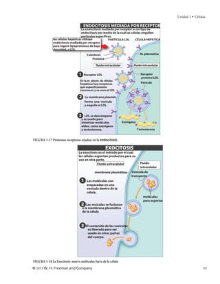 Unidad 1 • Células

                                     ENDOCITOSIS MEDIADA POR RECEPTOR
                                   La endocitosis mediada por receptor es un tipo de
                                   endocitosis por medio de la cual las células engullen
                                   partículas específicas.
              las células hepáticas utilizan           PARTÍCULA LDL       CÉLULA HEPÁTICA
              endocitosis mediada por receptor
              para ingerir lipoproteínas de baja
              densidad, o LDL.
                                        Colesterol                             M. plasmática
                                            Proteína

                                              fluido extracelular          fluido intracelular


                                1     Receptor LDL                                Receptor
                                                                                  proteico LDL
                                 En la m. plasm. de células
                                 hepáticas hay receptores                         Vesícula
                                 que específicamente
                                 reconocen y se unen al LDL

                                 2    La membrana plasmát.
                                      forma una vesícula
                                      y engulle al LDL.


                                3    LDL se descompone
                                  y es usado para
                                  sintetizar moléculas              Estrógeno
                                  útiles, como estrógeno
                                  y testosterona.                               Testosterona


FIGURA 1-17 Proteínas receptoras ayudan en la endocitosis.

                                                       EXOCITOSIS
                                La exocitosis es el método por el cual
                                las células exportan productos para su
                                uso en otra parte.
                                             Fluido extracelular                Fluido
                                                                                intracelular
                                             membrana plasmática          Vesícula de
                                                                          transporte
                                  1     Las moléculas son
                                        empacadas en una
                                        vesícula dentro de la
                                        célula.
                                                                                    moléculas
                                                                                    para exportar
                                  2     Las vesículas se fusionan
                                     a la membrana plasmática
                                     de la célula



                                  3    El contenido de las vesículas
                                        es liberado para ser
                                        usado en otras partes
                                        del cuerpo.




FIGURA 1-18 La Exocitosis mueve moléculas fuera de la célula
© 2013 W. H. Freeman and Company                                                                                    11
 