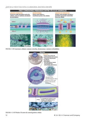 ¿QUÉ ES LA VIDA? UNA GUÍA A LA BIOLOGÍA, SEGUNDA EDICIÓN

                      TRES CONEXIONES PRIMARIAS ENTRE CÉLULAS ANIMALES
       UNIONES ESTRECHAS                      DESMOSOMAS                                 UNIONES EN HENDIDURA
       Forma un sello hermético entre las     Actúa como Velcro y                        Actúan como pasajes secretos y
       células, como el calafateo alrededor   mantienen juntas a las células             permiten que pasen materiales
       de una bañera                                                                     entre las células


         Célula1


        Agua


         Célula 2




                                MET 38,000×                             MET 70,000×


FIGURA 1-20 Conexiones celulares: uniones estrechas, desmosomas y uniones en hendidura

                                                             Núcleo
                                                                 Funciones
                                                                 • Actúa como centro de
                                                                  control genético de la célula
                                                                 • Almacena información
                                                                  hereditaria
                                                                   NUCLEOLO
                                                                   Área del Núcleo, donde
                                                                   se ensamblan las
                                                                   subunidades ribosómicas




                                                                      CROMATINA/
                                                                      CROMOSOMAS: Fibras
                                                                      gruesas de DNA, que
                                                                      poseen información
                                                                      hereditaria




                                                              La membrana nuclear es una
                                                      Poro    bicapa , con muchos poros,
                                                              que rodea al Núcleo




                                                                                  MET 43,000×


FIGURA 1-21 El Núcleo: El centro de control genético celular.
12                                                                                     © 2013 W. H. Freeman and Company
 