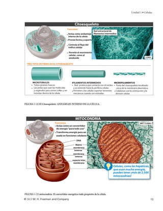 Unidad 1 • Células



                                                      Citoesqueleto
                                                Funciones
                                                                     Red estructural de
                                            • Actúa como andamiaje filamentos intermedios
                                              interno de la célula
                                            • Provee forma y soporte

                                            • Controla el flujo del
                                              tráfico celular

                                            • Permite el movimiento
                                              celular, como el
                                              ameboide                                                                          3,500×


  TRES TIPOS DE FIBRAS EN EL CITOESQUELETO




       MICROTÚBULOS                                 IFILAMENTOS INTERMEDIOS                     MICROFILAMENTOS
      • Tubos gruesos huecos                        • Red proteica que contacta con el núcleo • Parte del citoesqueleto localizado
      • Las pistas que usan las moléculas             y se extiende hasta la periferia celular.   cerca de la membrana plasmática.
        y orgánulos para unirse a ellas y ser       • Permiten a las células soportar tensiones • Colaboran con la contracción y la
        movidas dentro de la célula.                  mecánicas cuando son estiradas              división celular



FIGURA 1-22 El Citoesqueleto: ANDAMIAJE INTERNO DE LA CÉLULA.




                                                       MITOCONDRIA
                               Funciones                                                                                  MET 73,000×
                               • Actúa como un convertidor
                                 de energía "para todo uso"
                               • Transforma energía para ser
                                 usada en funciones celulares

                                                        DNA
                                                      Matriz
                                                     membrana
                                                     externa
                                                     membrana
                                                      interna
                                                    espacio inter
                                                     membrana
                                                                                              Células, como las hepáticas,
                                                                                              que usan mucha energía,
                                                                                              pueden tener ¡más de 2.500
                                                                                              mitocondrias!




FIGURA 1-23 mitocondria: El convertidor energético todo propósito de la célula.
© 2013 W. H. Freeman and Company                                                                                                      13
 