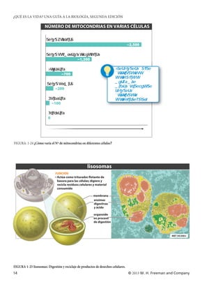 ¿QUÉ ES LA VIDA? UNA GUÍA A LA BIOLOGÍA, SEGUNDA EDICIÓN

                      NÚMERO DE MITOCONDRIAS EN VARIAS CÉLULAS


                                                                                   ~2,500


                                             ~1,200


                                   ~700


                             ~200


                            ~100


                        0


                                     Number of mitocondria per cell FIGUFi

FIGURA: 1-24 ¿Cómo varía el Nº de mitocondrias en diferentes células?




                                                     lisosomas
                             FUNCIÓN
                             • Actúa como triturador flotante de
                               basura para las células; digiere y
                               recicla residuos celulares y material
                               consumido

                                                         membrana
                                                         enzimas
                                                         digestivas
                                                         y ácido

                                                          organoide
                                                          en proceso
                                                          de digestión



                                                                                                         MET 59,500×




FIGURA 1-25 lisosomas: Digestión y reciclaje de productos de desechos celulares.
14                                                                                 © 2013 W. H. Freeman and Company
 