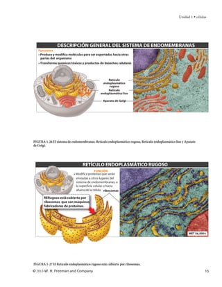 Unidad 1 • células




                DESCRIPCIÓN GENERAL DEL SISTEMA DE ENDOMEMBRANAS
   Funciones
   • Produce y modifica moléculas para ser exportadas hacia otras
     partes del organismo
   • Transforma químicos tóxicos y productos de desechos celulares




                                                   Retículo
                                                endoplasmático
                                                    rugoso
                                                   Retículo
                                              endoplasmático liso

                                                Aparato de Golgi




FIGURA 1-26 El sistema de endomembranas: Retículo endoplasmático rugoso, Retículo endoplasmático liso y Aparato
de Golgi.




                              RETÍCULO ENDOPLASMÁTICO RUGOSO
                           RUGOSO FUNCIÓN
                           • Modifica proteínas que serán
                             enviadas a otros lugares del
                             sistema de endomembranas, a
                             la superficie celular o hacia
                             afuera de la célula. ribosomas

       RERugoso está cubierto por
       ribosomas que son máquinas
       fabricadoras de proteínas.




                                                                                                          MET 56,500×




FIGURA 1-27 El Retículo endoplasmático rugoso está cubierto por ribosomas.
© 2013 W. H. Freeman and Company                                                                                    15
 