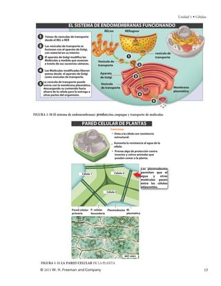 Unidad 1 • Células

                           EL SISTEMA DE ENDOMEMBRANAS FUNCIONANDO
                                                     RELiso               RERugoso
    1    Yemas de vesículas de transporte
         desde el REL o RER

    2    Las vesículas de transporte se
         fusionan con el aparato de Golgi,
         con material en su interior.                                                               vesícula de
    3    El aparato de Golgi modifica las                                   1                       transporte
         Moléculas a medida que avanzan          Vesícula de
         a través de sus sucesivas cámaras.
                                                 transporte                          2
    4   Las Moléculas modificadas liberan
        yemas desde  el aparato de Golgi          Aparato
        como vesículas de transporte.             de Golgi                       3
        La vesícula de transporte puede
    5   unirse con la membrana plasmática,         Vesícula
        descargando su contenido hacia             de transporte                                                  Membrana
        afuera de la célula para la entrega a                                                                     plasmática
        otras partes del organismo.                                                  4

                                                                                                5



FIGURA 1-30 El sistema de endomembranas: producción, empaque y transporte de moléculas

                                      PARED CELULAR DE PLANTAS
                                                         Funciones
                                                          • Dota a la célula con resistencia
                                                            estructural.

                                                          • Aumenta la resistencia al agua de la
                                                            célula.
                                                          • Provee algo de protección contra
                                                            insectos y cotros animales que
                                                            puedan comer a la planta.


                                                                                         Los plasmodesma
                                      Célula 1                 Célula 2                  permiten que el
                                                                                         agua    y   otras
                                                                                         moléculas pasen
                                                                                         entre las células
                                                                                         adyacentes.
                                                      Célula 3




                              Pared celular P- celular Plasmodesma M.
                              primaria      Secundaria             plasmática




                                                                          MET 440×

     FIGURA 1-31 LA PARED CELULAR DE LA PLANTA
    © 2013 W. H. Freeman and Company                                                                                                 17
 