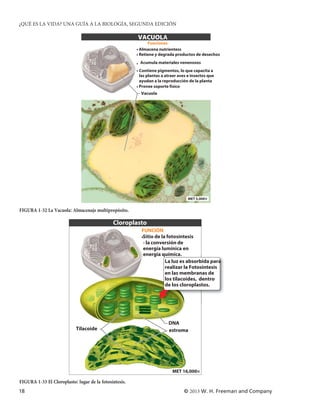 ¿QUÉ ES LA VIDA? UNA GUÍA A LA BIOLOGÍA, SEGUNDA EDICIÓN

                                                        VACUOLA
                                                              Funciones
                                                        • Almacena nutrientess
                                                        • Retiene y degrada productos de desechos

                                                        • Acumula materiales venenosos
                                                        • Contiene pigmentos, lo que capacita a
                                                          las plantas a atraer aves e insectos que
                                                          ayudan a la reproducción de la planta
                                                        • Provee soporte físico
                                                          Vacuola




                                                                                   MET 5,000×


FIGURA 1-32 La Vacuola: Almacenaje multipropósito.

                                              Cloroplasto
                                                          FUNCIÓN
                                                          •Sitio de la fotosíntesis
                                                           - la conversión de
                                                           energía lumínica en
                                                           energía química.
                                                                      La luz es absorbida para
                                                                      realizar la Fotosintesis
                                                                      en las membranas de
                                                                      los tilacoides, dentro
                                                                      de los cloroplastos.




                                                                         DNA
                            Tilacoide                                    estroma




                                                                           MET 16,000×

FIGURA 1-33 El Cloroplasto: lugar de la fotosíntesis.
18                                                                               © 2013 W. H. Freeman and Company
 