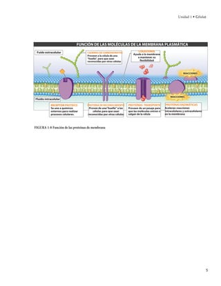 Unidad 1 • Células




                               FUNCIÓN DE LAS MOLÉCULAS DE LA MEMBRANA PLASMÁTICA
 Fuido extracelular                 CADENAS DE CARBOHIDRATOS
                                                                           COLESTEROL
                                                                        Ayuda a la membrana
                                    Proveen a la célula de una
                                    "huella", para que sean                a mantener su
                                    reconocidas por otras células           flexibilidad



                                                                                                                REACCIONES




                                                                                                     REACCIONES
Fluido intracelular

           RECEPTOR PROTEICO        PROTEÍNA DE RECONOCIMIENTO      PROTEÍNAS TRANSPORTE          PROTEÍNAS ENZIMÁTICAS
           Se une a químicos         Provee de una“huella” a las    Proveen de un pasaje para    Aceleran reacciones
           externos para realizar       células para que sean       que las moléculas entren o   intracelulares y extracelulares
           procesos celulares.      reconocidas por otras células   salgan de la célula          en la membrana



FIGURA 1-8 Función de las proteínas de membrana




                                                                                                                                   5
 