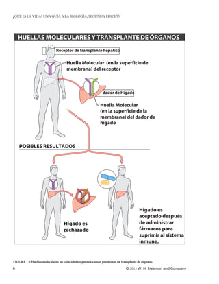¿QUÉ ES LA VIDA? UNA GUÍA A LA BIOLOGÍA, SEGUNDA EDICIÓN




    HUELLAS MOLECULARES Y TRANSPLANTE DE ÓRGANOS
    ÓGGANOSANSPLANTS
                             Receptor de transplante hepático

                                     Huella Molecular (en la superficie de
                                     membrana) del receptor



                                                              dador de Hígado

                                                            Huella Molecular
                                                            (en la superficie de la
                                                            membrana) del dador de
                                                            hígado



    POSIBLES RESULTADOS




                                                                                       Hígado es
                                                                                       aceptado después
                                   Hígado es                                           de administrar
                                   rechazado
                                   .                                                   fármacos para
                                                                                       suprimir al sistema
                                                                                       inmune.


FIGURA 1-9 Huellas moleculares no coincidentes pueden causar problemas en transplante de órganos.
6                                                                             © 2013 W. H. Freeman and Company
 