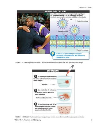 Unidad 1 • Células

                                              TRANSMISIÓN DEL VIH
                                                         Las células en el cuerpo humano y no las de la piel, por
                                                         ej., tienen marcadores CD4. El VIH infecta al cuerpo
                                                         mediante la unión a los marcadores CD4 en estas células.
                                                                                         HIV
                                                                                                    Fluido Extracelular




                                                                     Marcadores CD4




                                                                                                     Fluido intracelular

                                                                  El VIH no se transmite por contacto
                                                                  casual, tal como abrazos, dar la mano o
                                                                  compartir un vaso.

FIGURA 1-10 El HIV requiere marcadores CD4 -no encontrados en las células de la piel- para infectar al cuerpo.




                                                    DIFUSIÓN

                                1 Se ponen gotas de un soluto,
                              tal como colorante en un solvente,
                              como el agua.

                                         Colorante


                                2    Las moléculas de colorante
                                se mueven al azar, chocando
                                unas con otras

                                  Moléculas de colorante



                                3   El movimiento al azar de las
                                moléculas de colorante causan
                                que ellas finalmente estén
                                igualmente distribuidas



FIGURA 1-11 Difusión: Una forma de transporte pasivo que termina en una distribución homogénea de las moléculas.
© 2013 W. H. Freeman and Company                                                                                           7
 