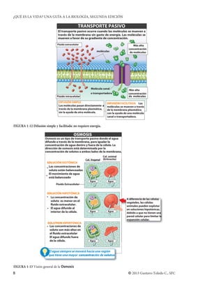 ¿QUÉ ES LA VIDA? UNA GUÍA A LA BIOLOGÍA, SEGUNDA EDICIÓN

                                                 TRANSPORTE PASIVO
                               El transporte pasivo ocurre cuando las moléculas se mueven a
                               través de la membrana sin gasto de energía. Las moléculas se
                               mueven a favor de su gradiente de concentración.
                               Fluido extracelular                                         Más alta
                                                                                       concentración
                                                               moléculas                de moléculas




                                                         Molécula canal                Más alta
                                                         o transportadora              concentración
                              Fluido intracelular                                      de moléculas

                                DIFUSIÓN SIMPLE                        DIFUSIÓN FACILITADA Las
                                Las moléculas pasan directamente a     moléculas se mueven a través
                                través de la membrana plasmática,      de la membrana plasmática
                                sin la ayuda de otra molécula.         con la ayuda de una molécula
                                                                       canal o transportadora.


FIGURA 1-12 Difusión simple y facilitada: no requiere energía.

                                             OSMOSIS
                      Osmosis es un tipo de transporte pasivo donde el agua
                      difunde a través de la membrana, para igualar la
                      concentración de agua dentro y fuera de la célula. La
                      dirección de osmosis está determinada por la
                      concentración de solutos a ambos lados de la membrana.
                                                                    Cel. animal
                                                     Cel. Vegetal   (Eritrocito)
                        SOLUCIÓN ISOTÓNICA
                        • Las concentraciones de
                          soluto están balanceadas
                          El movimiento de agua
                       •
                          está balanceado
                                                        Agua            Agua
                              Fluido Extracelular


                       SOLUCIÓN HIPOTÓNICA
                       • La concentración de
                                                                                     A diferencia de las células
                         soluto es menor en el
                                                                                     vegetales, las células
                         fluido extracelular.                                        animales pueden explotar
                       • El agua difunde al                                          en soluciones hipotónicas,
                         interior de la célula.         Agua            Agua
                                                                                     debido a que no tienen una
                                                                                     pared celular para limitar la
                                                                                     expansión celular.
                       SOLUTION HIPERTÓNICA
                       • Las concentraciones de
                         soluto son más altas en
                         el fluido extracelular
                         El agua difunde fuera
                         de la célula.                  Agua            Agua



                         El agua siempre se moverá hacia una región
                         que tiene una mayor concentración de solutos


FIGURA 1-13 Visión general de la Osmosis
8                                                                                     © 2013 Gustavo Toledo C., SFC
 