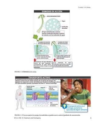 Unidad 1 • Células

                                                OSMOSIS EN ACCIÓN

                                                           APIO DESHIDRATADO


                                                                                          Agua



                                                                                          moléculas
                                                                                          disueltas

                                                El Apio deshidratado contiene
                                                muchas moléculas disueltas (solutos)
                                                en relación con las moléculas de agua.




                                        CUANDO SE COLOCA                          CUANDO SE PONE
                                        EN AGUA DESTILADA                         EN AGUA SALADA




                                           agua                                    agua


                                      El Agua destilada posee                 El agua salada contiene más
                                      menos moléculas disueltas               moléculas disualtas que las
                                      que las células del apio.               células del apio.


                                Las moléculas de agua difunden al
                                interior del apio, igualando la           Las    moléculas    de    agua
                                concentración de agua dentro y            difunden hacia afuera del apio.
                                fuera de las células. El apio se vuelve   El apio queda más marchito.
                                quebradizo.



FIGURA 1-14 Osmosis en la cocina.


                       TRANSPORTE ACTIVO
 El transporte activo se produce cuando el movimiento de las moléculas hacia
 adentro y afuera de una célula requiere de un aporte de energía. Por
 ejemplo, en respuesta a comer, las células que recubren el estómago utilizan
 ATP para bombear grandes cantidades de iones H + hacia el estómago.

                    Dentro de una                               Baja concentra-
                    célula del                Iones H+
                                                                ción de
                    estómago                                    moléculas


                                     ATP                      ATP



                    dentro d

                                                                  Alta
                                                                  concentración
                                                                  de solutos.                      El transporte activo en el
                                                                                                 estómago, aumenta tu
                                                                                                 capacidad de digerir alimento


FIGURA 1-15 Con un aporte de energía, las moléclulas se pueden mover contra el gradiente de concentración.
© 2013 W. H. Freeman and Company                                                                                                  9
 