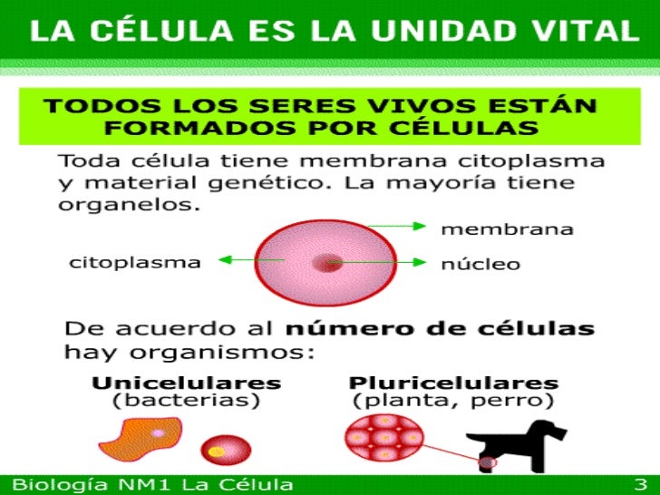 La Celula Como Unidad De Los Seres Vivos Compartir Celular
