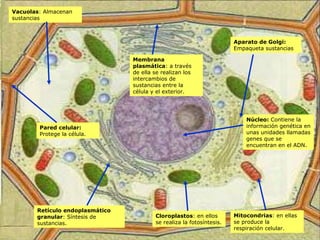 Pared celular:  Protege la célula. Membrana plasmática : a través de ella se realizan los intercambios de sustancias entre la célula y el exterior. Vacuolas : Almacenan sustancias Cloroplastos : en ellos se realiza la fotosíntesis. Mitocondrias : en ellas se produce la respiración celular. Retículo endoplasmático granular : Síntesis de sustancias. Aparato de Golgi:  Empaqueta sustancias  Núcleo:  Contiene la información genética en unas unidades llamadas genes que se encuentran en el ADN. 