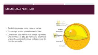 MEMBRANA NUCLEAR
◾ También se conoce como cubierta nuclear.
◾ Es una capa porosa que delimita al núcleo.
◾ Consiste en dos membranas bicapa separadas,
una dentro de la otra. La membrana externa es
una continuación del retículo endoplásmico del
citoplasma celular.
 