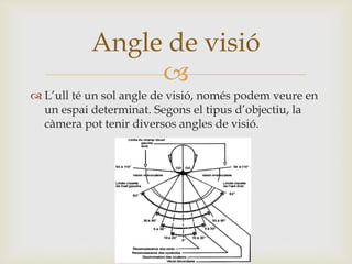 
 L’ull té un sol angle de visió, només podem veure en
un espai determinat. Segons el tipus d’objectiu, la
càmera pot tenir diversos angles de visió.
Angle de visió
 