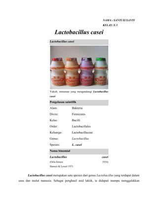 NAMA : SANTI SUSANTI
                                                                KELAS :X 3

                           Lactobacillus casei
                       Lactobacillus casei




                       Yakult, minuman yang mengandungi Lactobacillus
                       casei

                       Pengelasan saintifik
                       Alam:             Bakteria
                       Divisi:           Firmicutes
                       Kelas:            Bacilli
                       Order:            Lactobacillales
                       Keluarga:         Lactobacillaceae
                       Genus:            Lactobacillus
                       Spesies:          L. casei
                       Nama binomial
                       Lactobacillus                           casei
                       (Orla-Jensen                             1916)
                       Hansen & Lessel 1971


      Lactobacillus casei merupakan satu spesies dari genus Lactobacillus yang terdapat dalam
usus dan mulut manusia. Sebagai penghasil asid laktik, ia didapati mampu menggalakkan
 