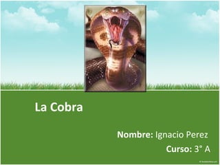 La Cobra Nombre:  Ignacio Perez  Curso:  3° A 