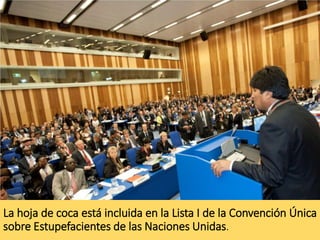 La hoja de coca está incluida en la Lista I de la Convención Única
sobre Estupefacientes de las Naciones Unidas.
 