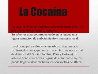 La Cocaína
La cocaína es un estimulante extremadamente adictivo
que afecta directamente al cerebro.
Su sabor es amargo, produciendo en la lengua una
ligera sensación de embotamiento o anestesia local.

Es el principal alcaloide de un arbusto denominado
Erithroxylon coca, que se cultiva en la zona occidental
de América del Sur (Colombia, Perú y Bolivia). El
arbusto tiene una corteza rugosa de color pardo rojizo,
puede llegar a alcanzar hasta los seis metros de altura.
 