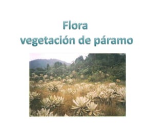 Flora vegetación de páramo