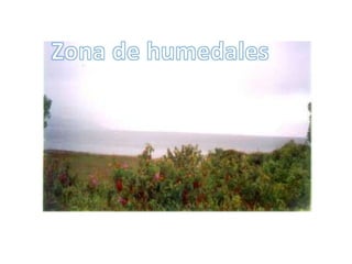 Zona de humedales
