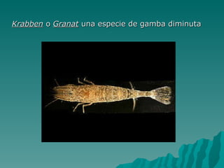 Krabben  o  Granat  una especie de gamba diminuta   
